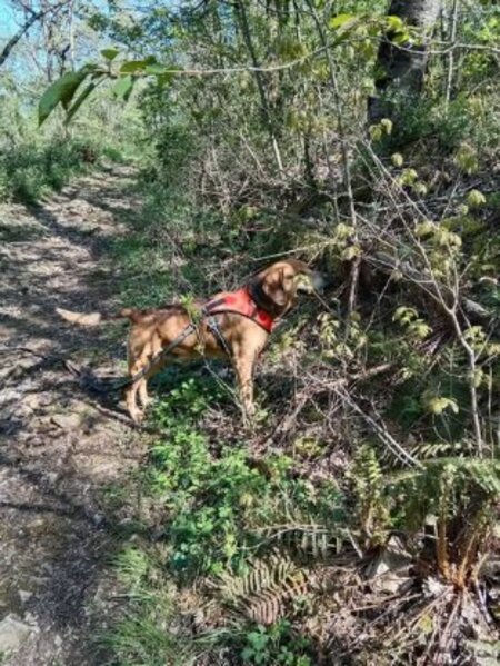 Adopter Bandi