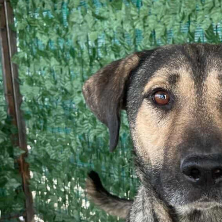 Adopter Bandit