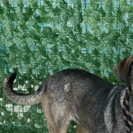 Adopter Bandit