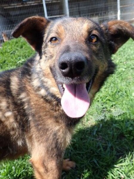 Adopter Baps
