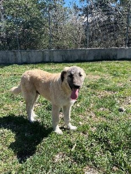 Adopter Barbes