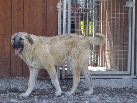 Adopter Barbes