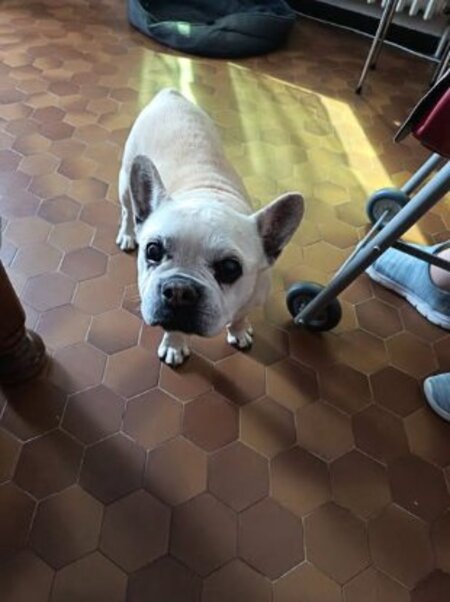 Adopter Bataille
