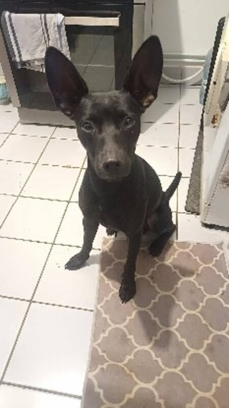 Adopter Batman