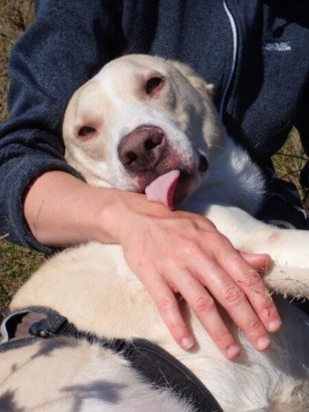 Adopter Baylan