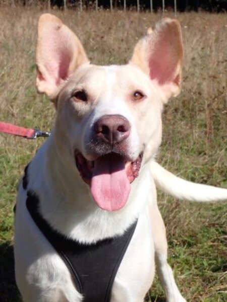 Adopter Baylan