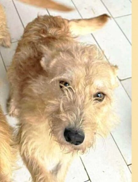 Adopter Bégonia