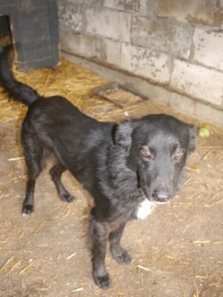 Adopter Bélino