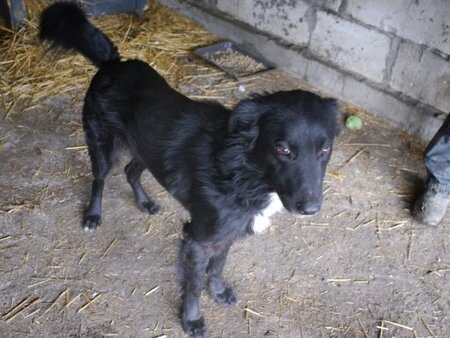 Adopter Bélino