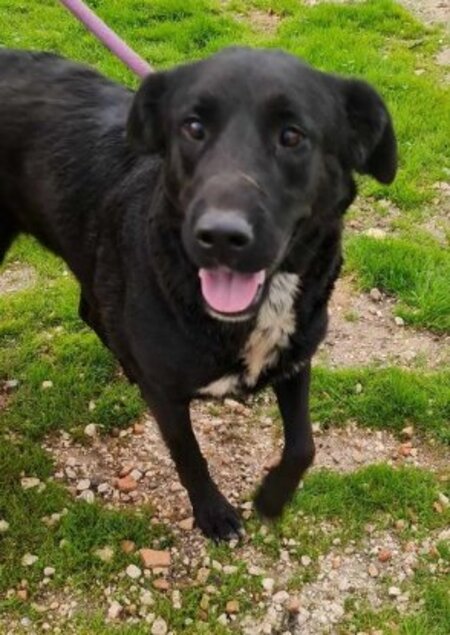 Adopter Bella