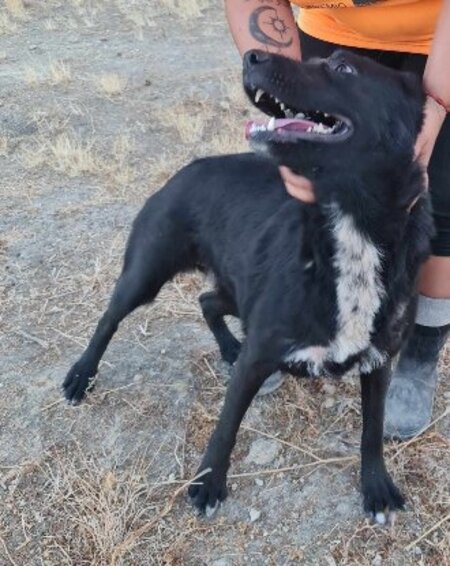 Adopter Bella