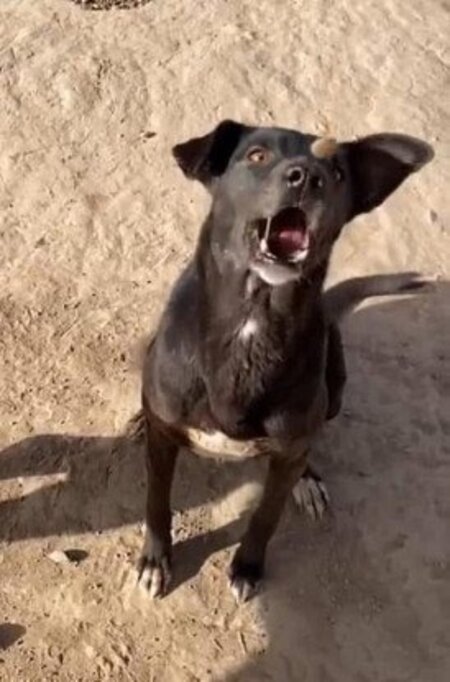 Adopter Bella