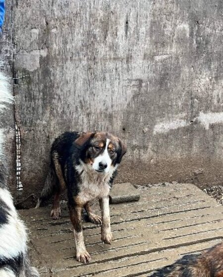 Adopter Belle