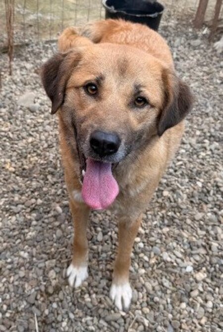 Adopter Belle