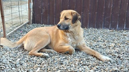 Adopter Belle