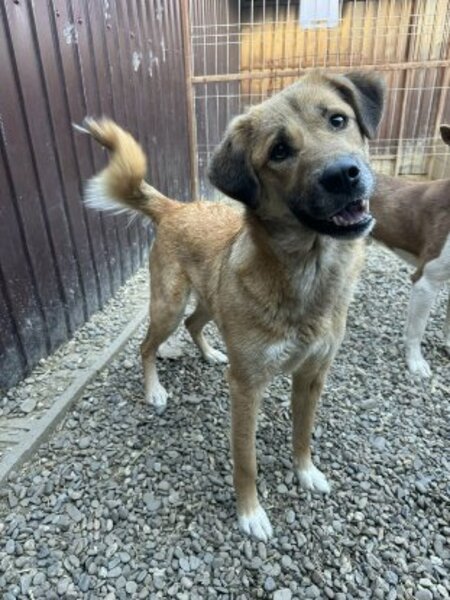 Adopter Belle