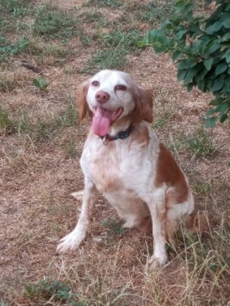 Adopter Belle