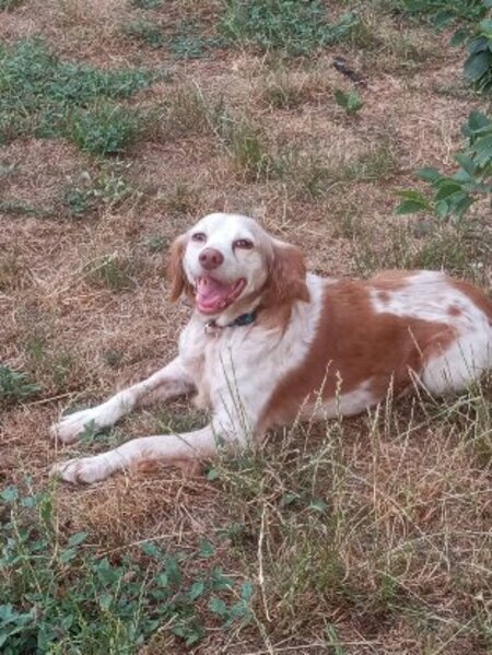 Adopter Belle