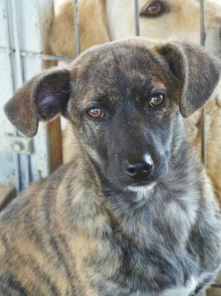 Adopter Belote
