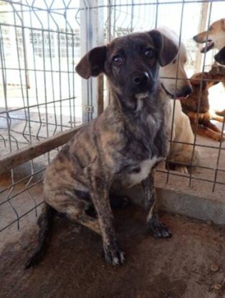 Adopter Belote