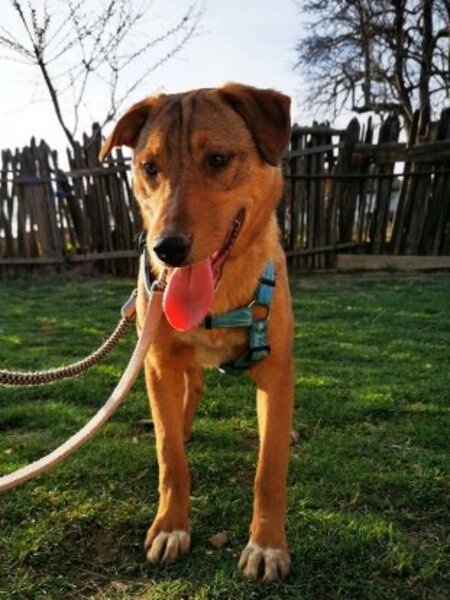 Adopter Beni