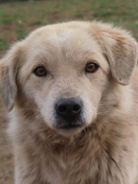 Adopter Benjamine