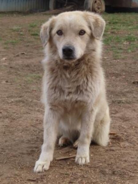 Adopter Benjamine