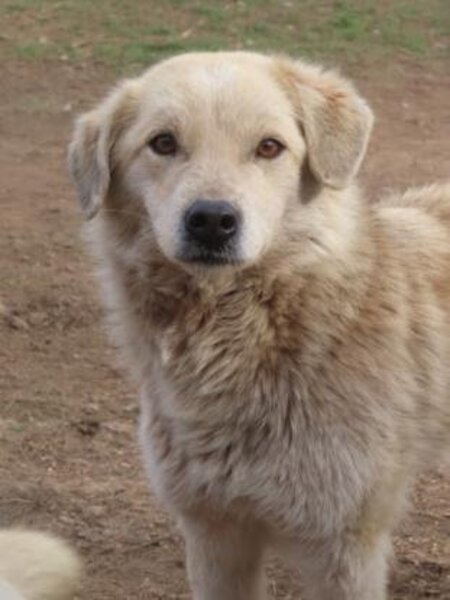 Adopter Benjamine