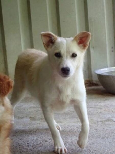 Adopter Beoca