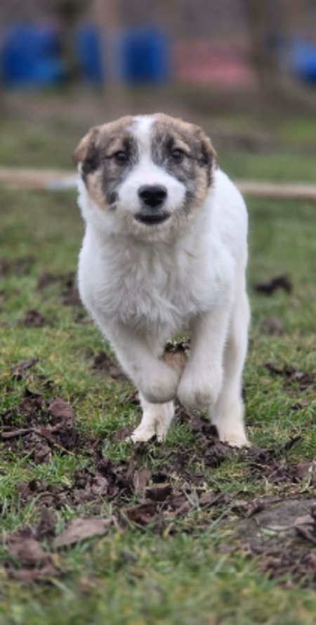 Adopter Bertie