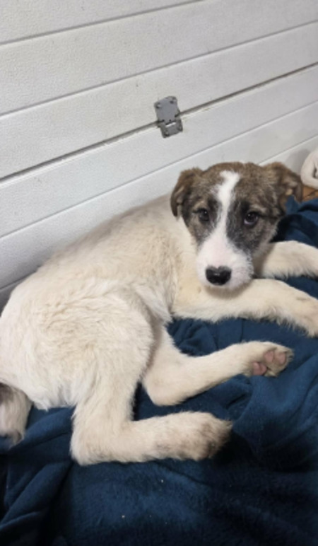 Adopter Bertie