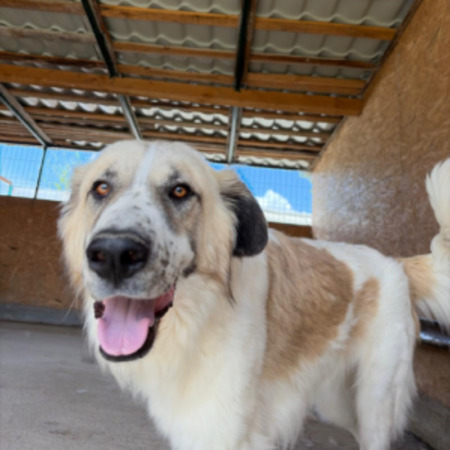 Adopter Beryl