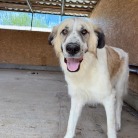 Adopter Beryl