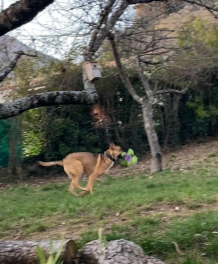 Adopter Bibou