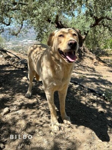 Adopter Bilbo