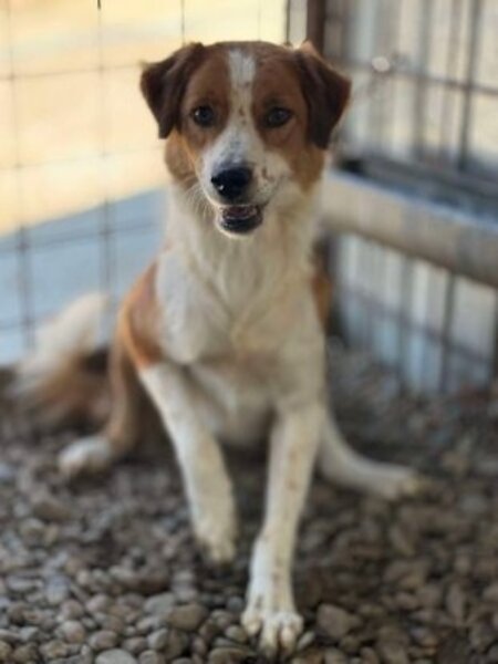 Adopter Billoute