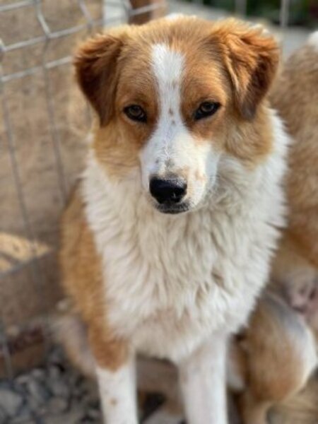 Adopter Billoute