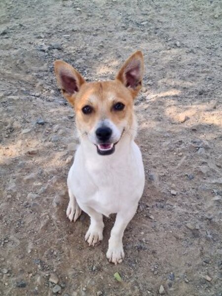 Adopter Billy