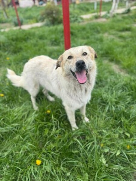 Adopter Birdie