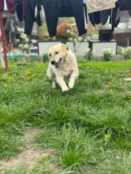 Adopter Birdie