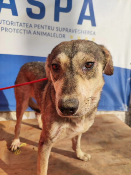 Adopter Biscotte