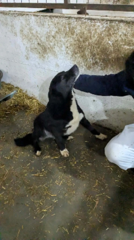 Adopter Blacko