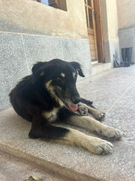 Adopter Blacky