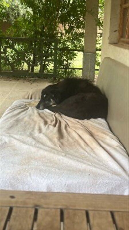 Adopter Blacky