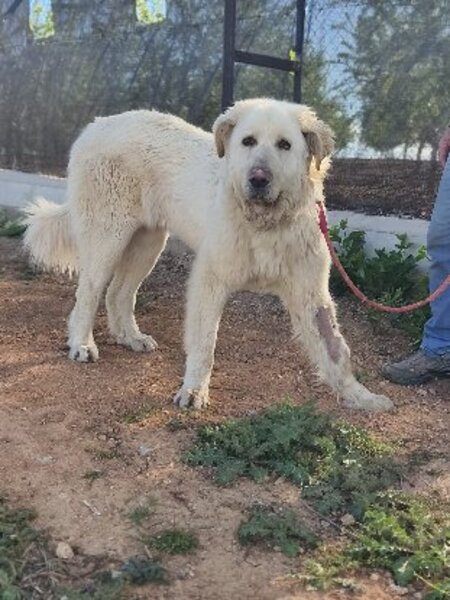 Adopter Blanca