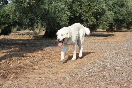 Adopter Blanca
