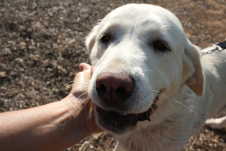 Adopter Blanca