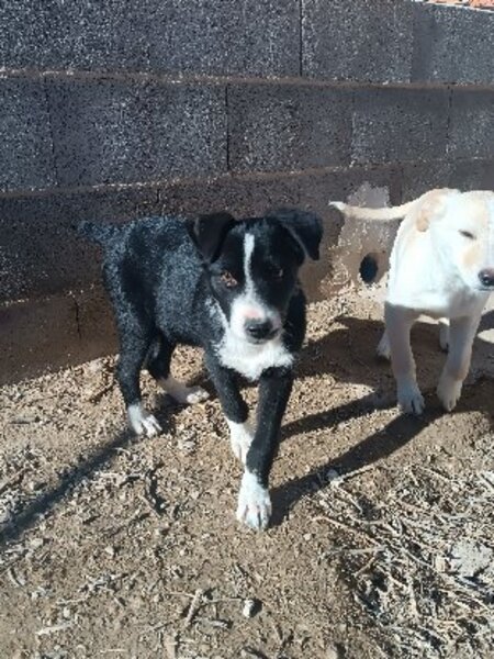 Adopter Blawi