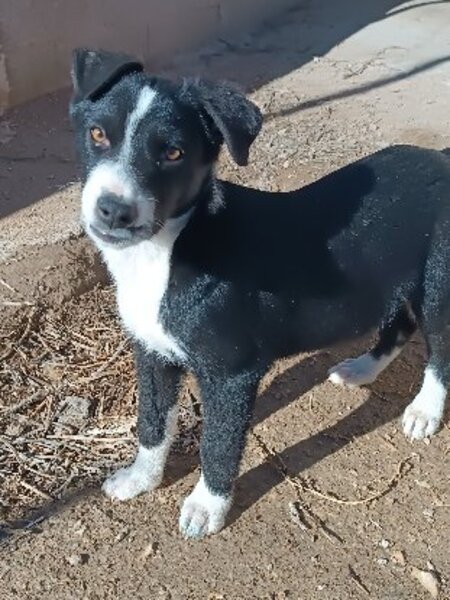 Adopter Blawi