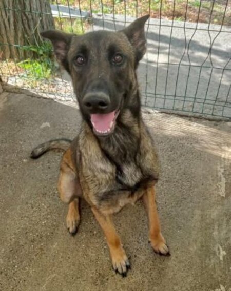 Adopter Bledine